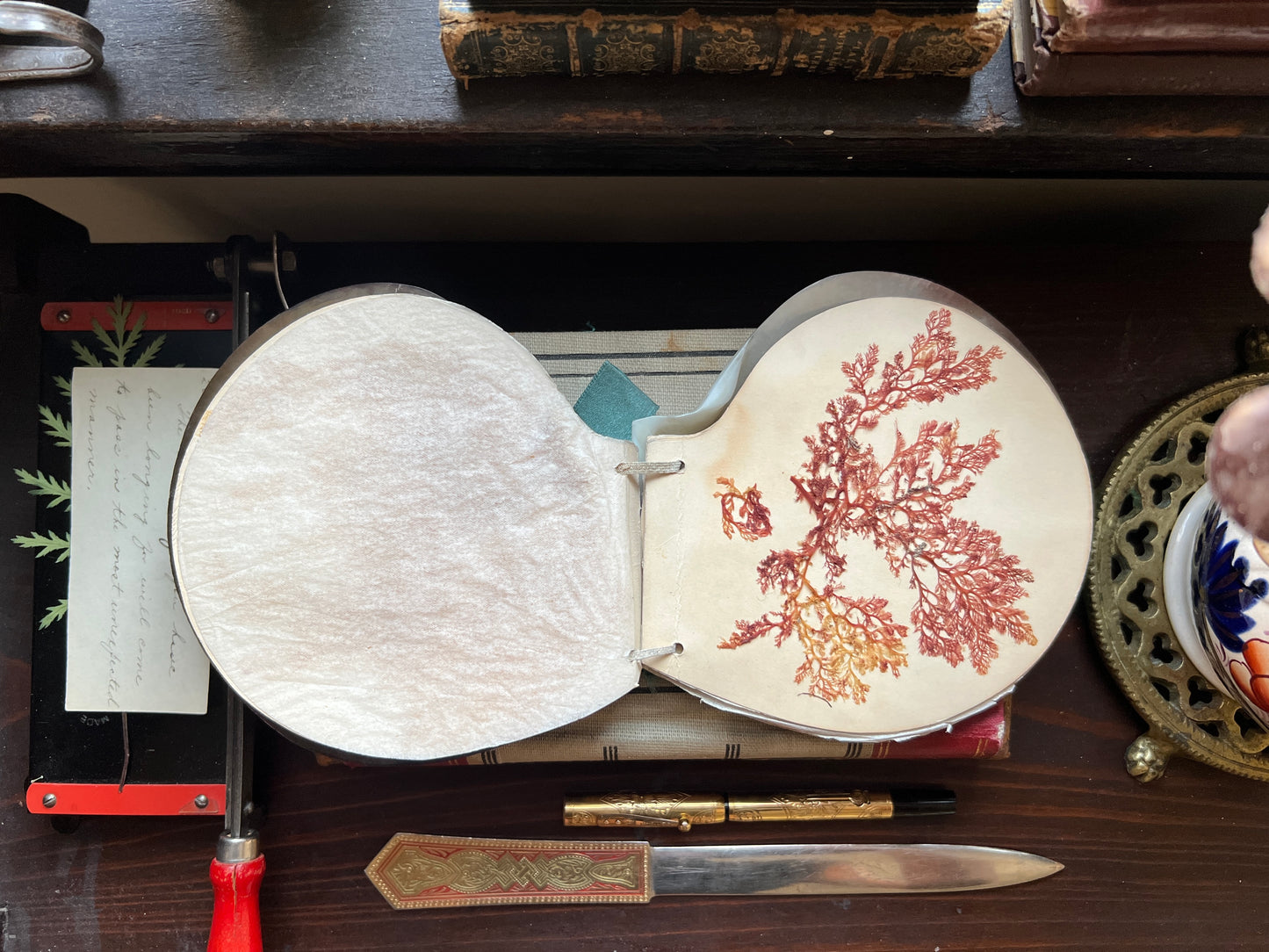 Antique Victorian Seaweed Herbarium in Scallop Shell Case - Pressed Seaweed Specimens