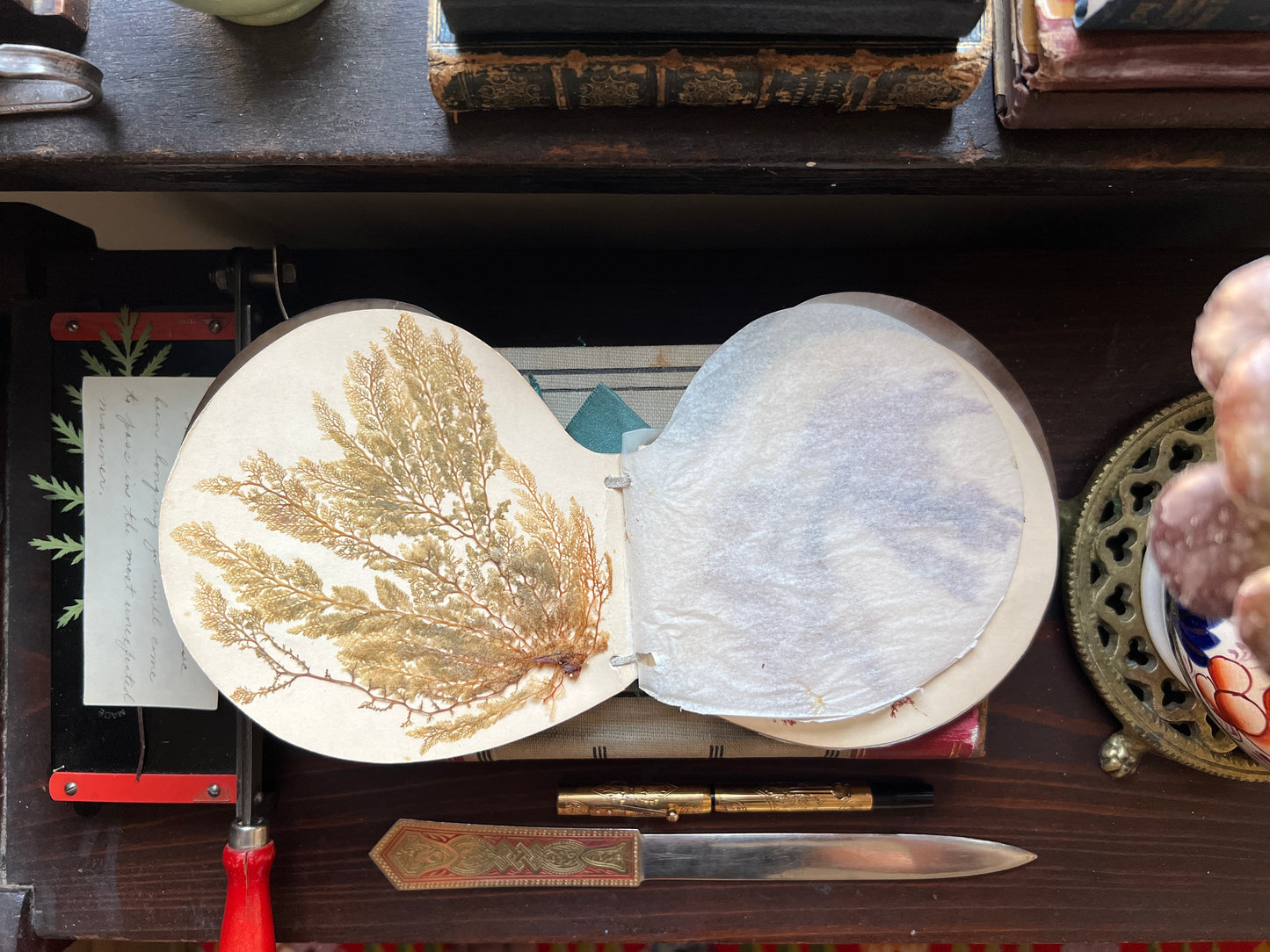 Antique Victorian Seaweed Herbarium in Scallop Shell Case - Pressed Seaweed Specimens