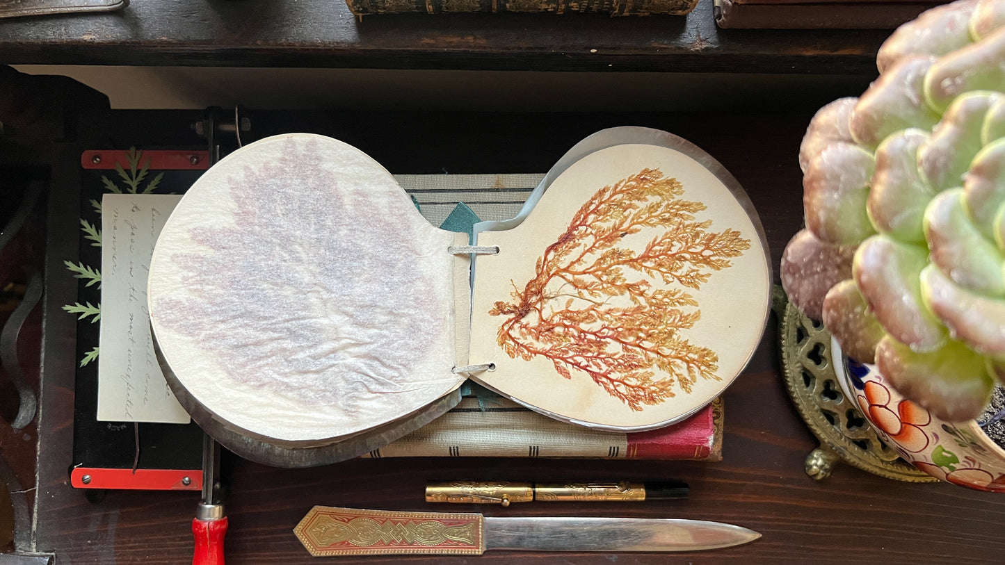 Antique Victorian Seaweed Herbarium in Scallop Shell Case - Pressed Seaweed Specimens