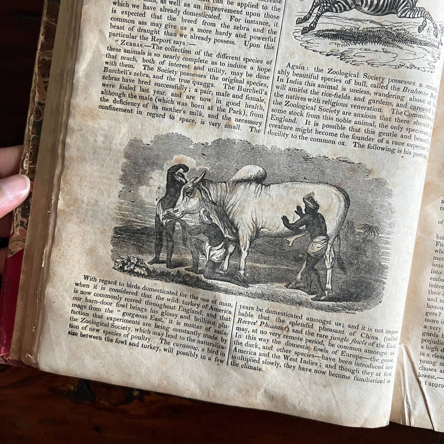 The Penny Magazine - Hardcover Bound Volume 1832