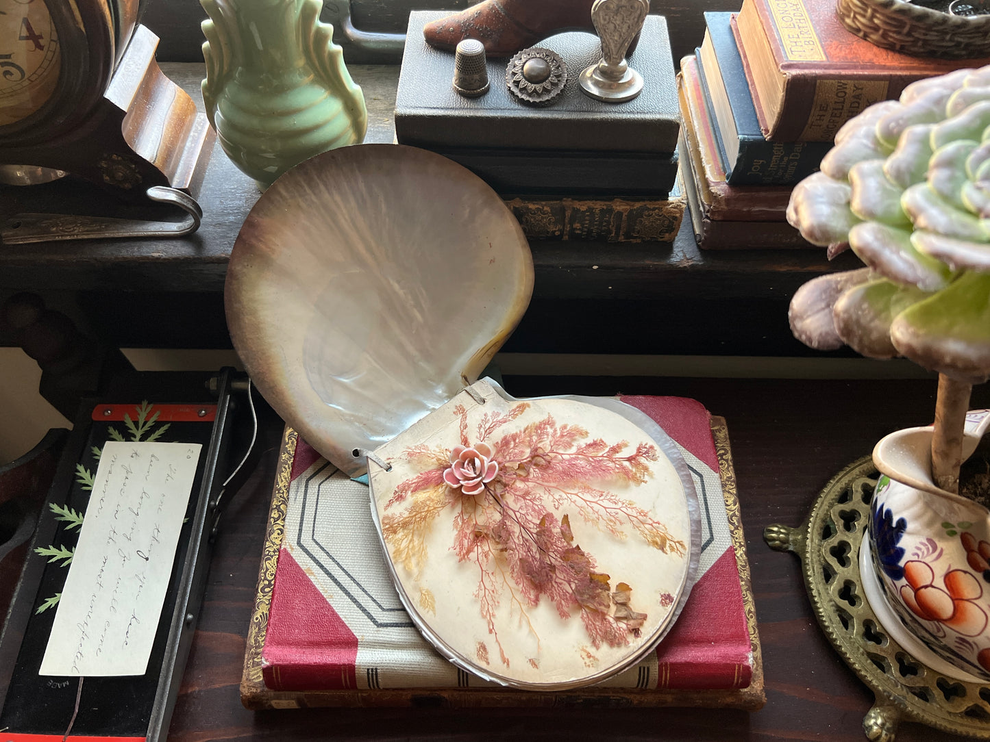 Antique Victorian Seaweed Herbarium in Scallop Shell Case - Pressed Seaweed Specimens