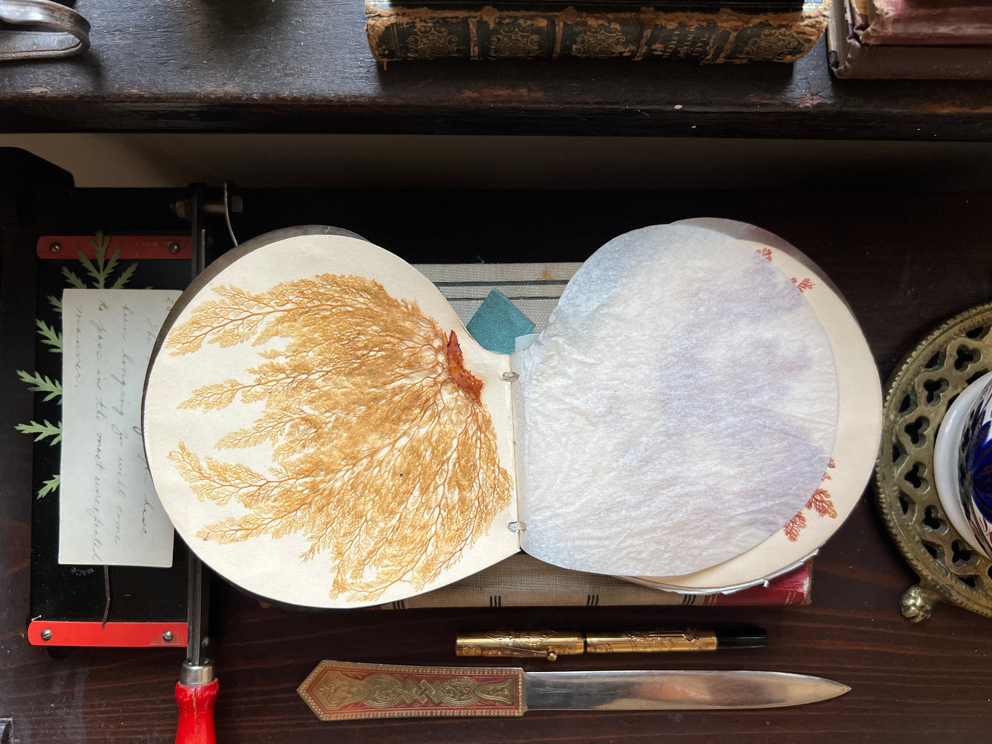 Antique Victorian Seaweed Herbarium in Scallop Shell Case - Pressed Seaweed Specimens
