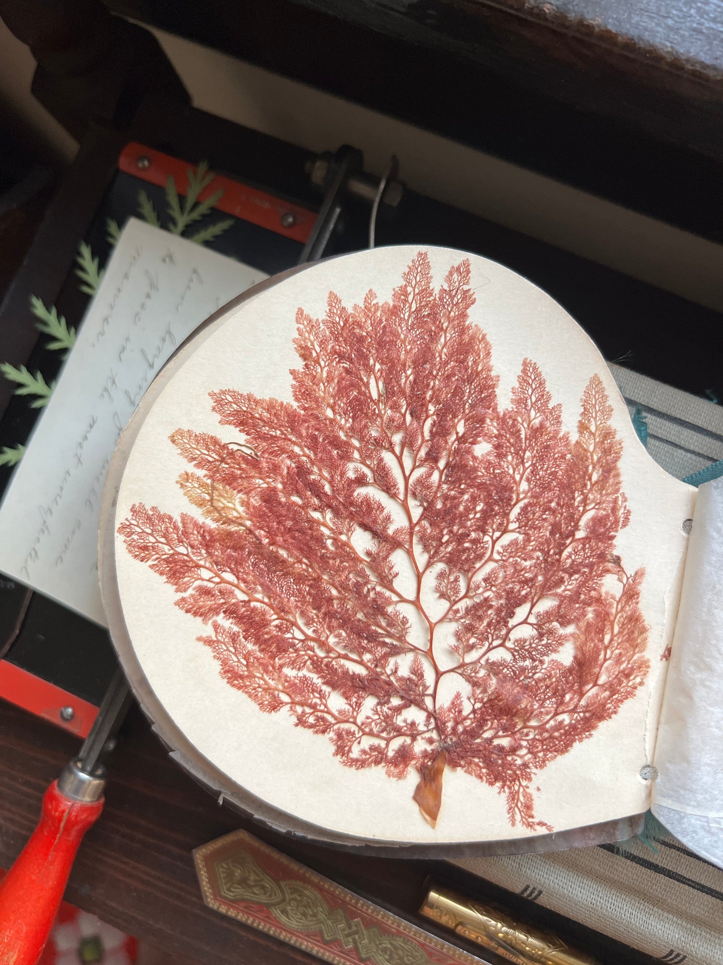Antique Victorian Seaweed Herbarium in Scallop Shell Case - Pressed Seaweed Specimens