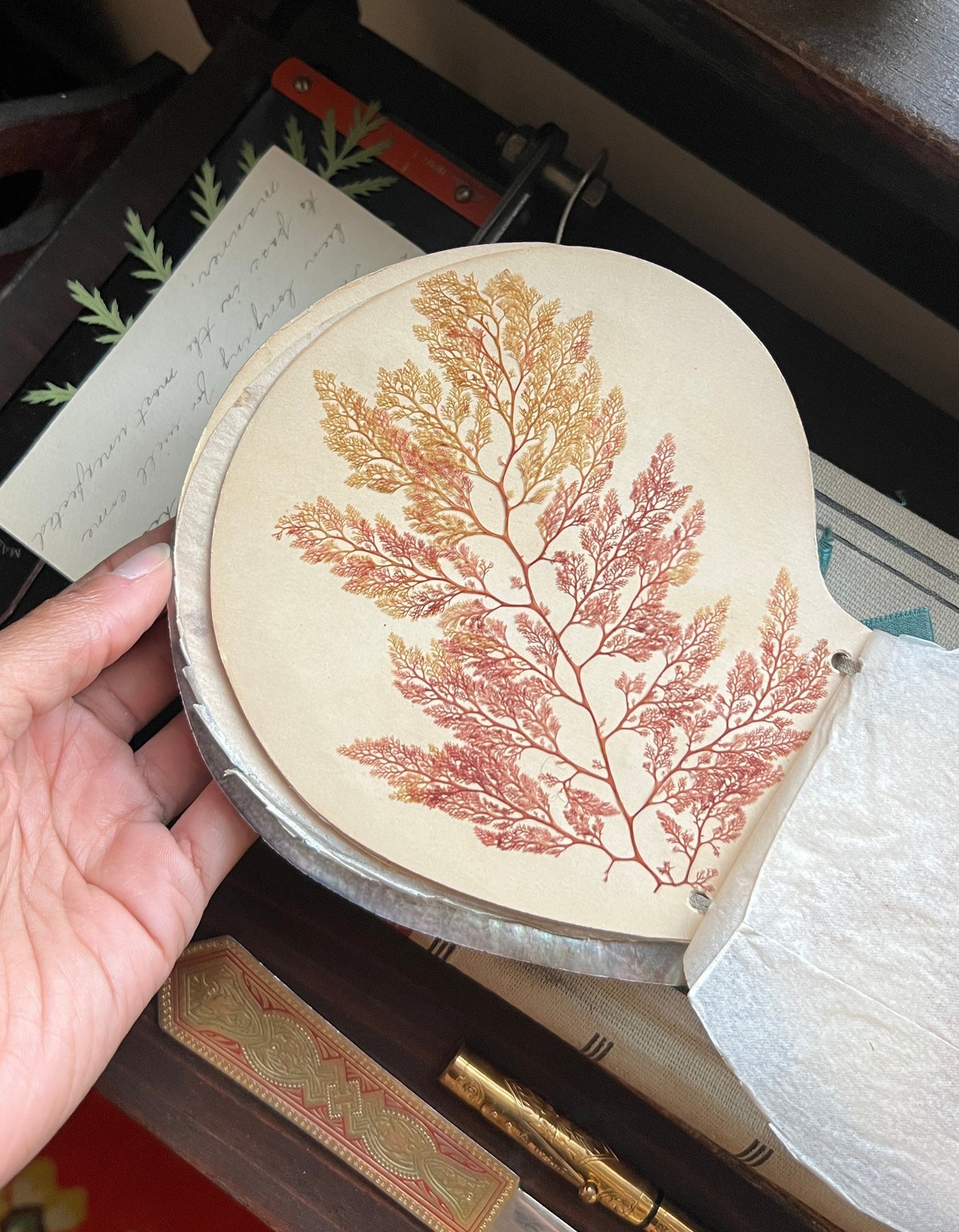 Antique Victorian Seaweed Herbarium in Scallop Shell Case - Pressed Seaweed Specimens