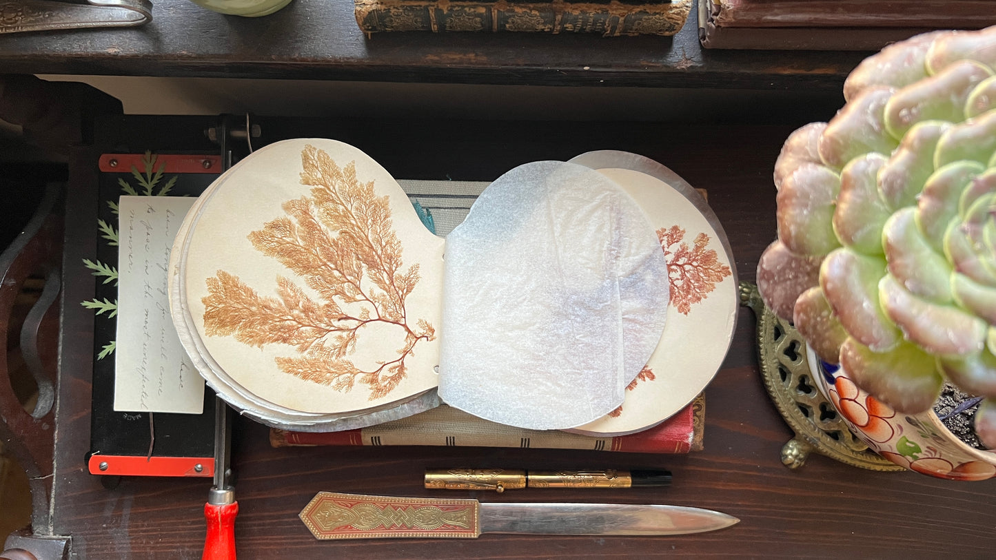 Antique Victorian Seaweed Herbarium in Scallop Shell Case - Pressed Seaweed Specimens