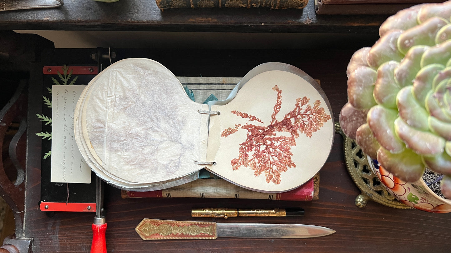 Antique Victorian Seaweed Herbarium in Scallop Shell Case - Pressed Seaweed Specimens