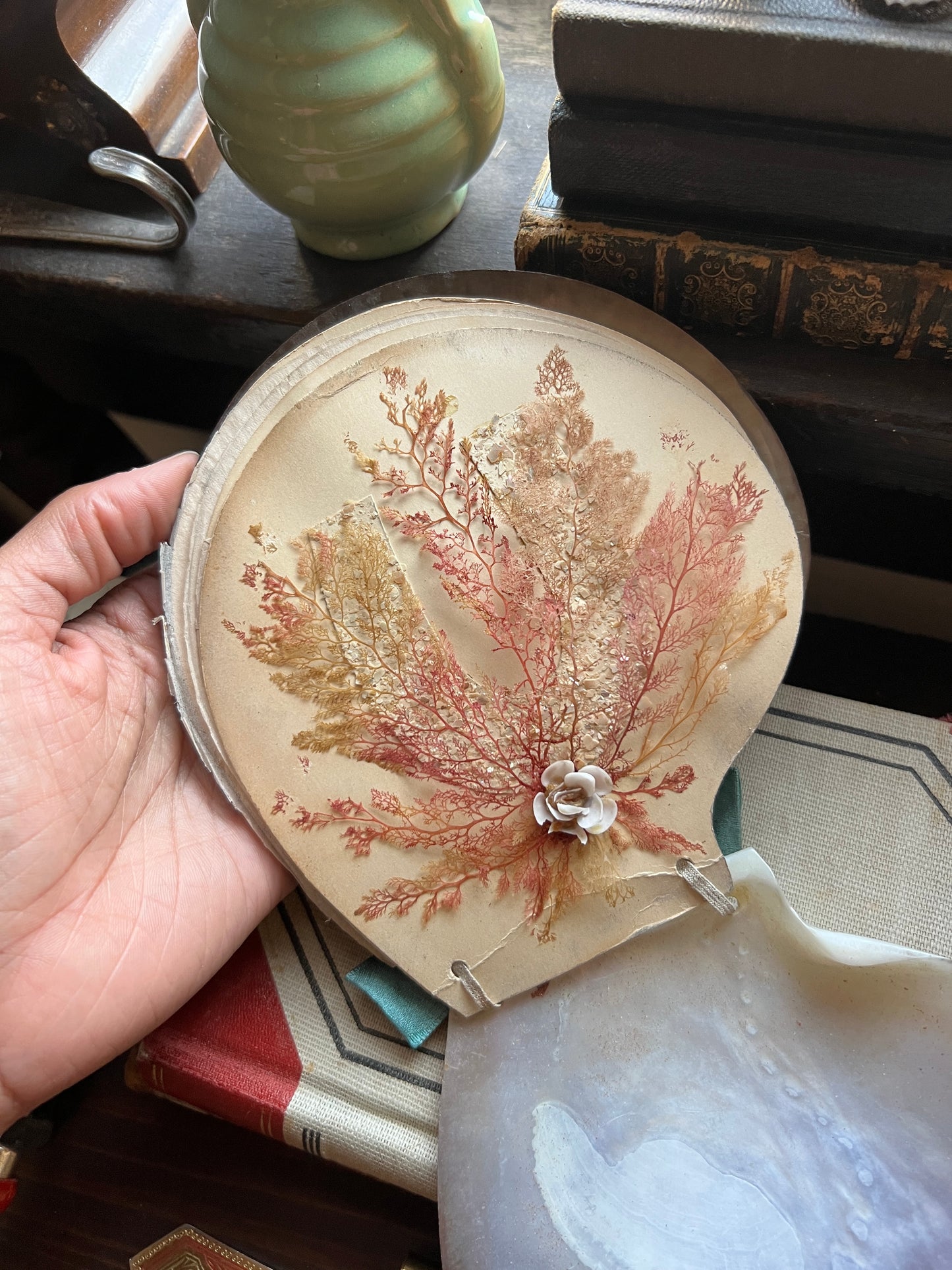 Antique Victorian Seaweed Herbarium in Scallop Shell Case - Pressed Seaweed Specimens