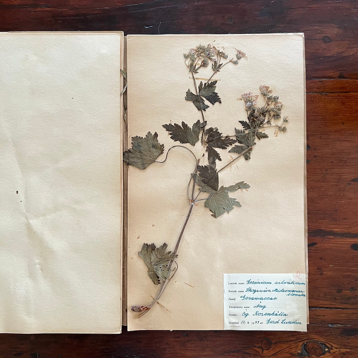 Swedish Herbarium