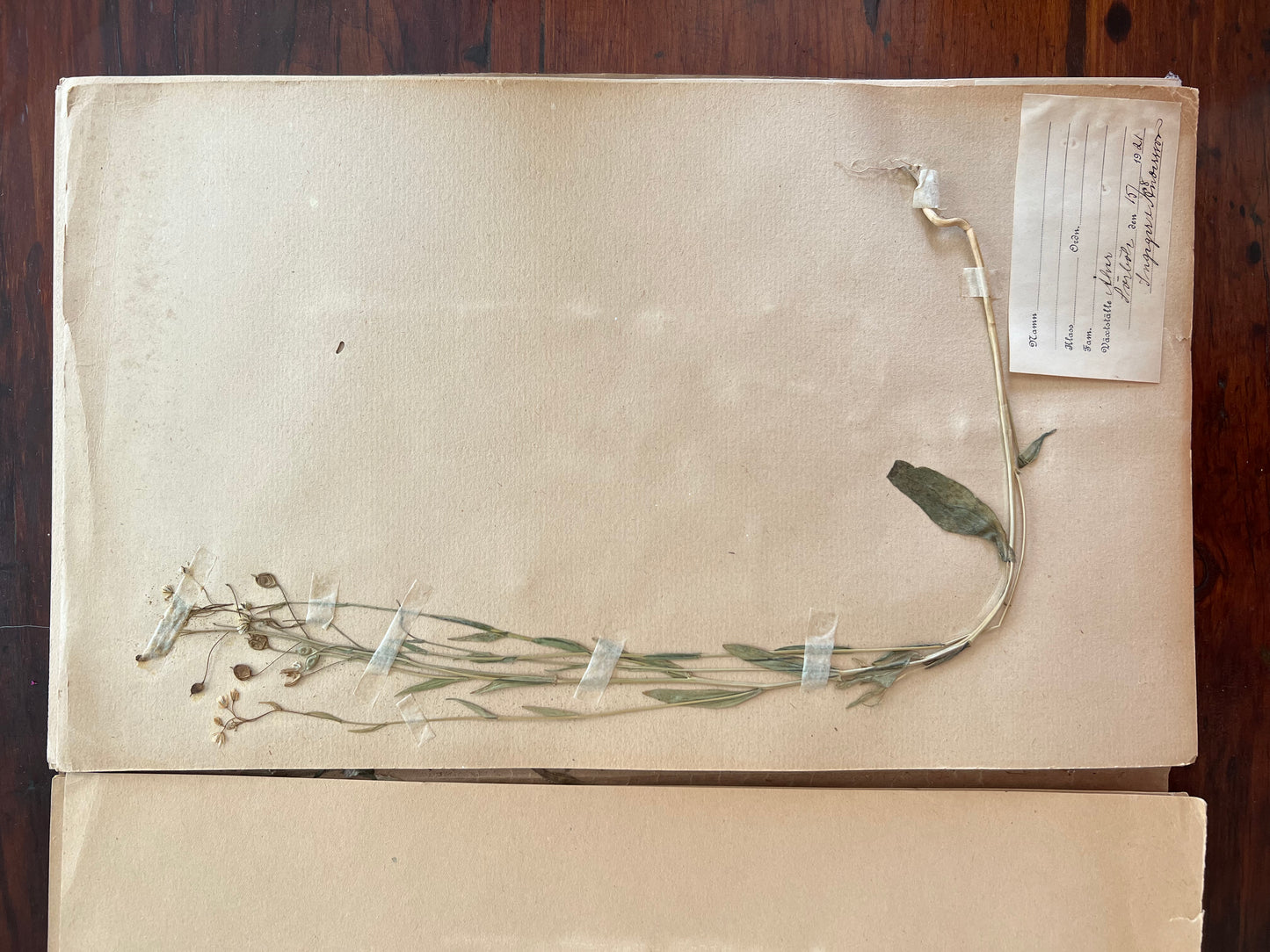 Swedish Herbarium