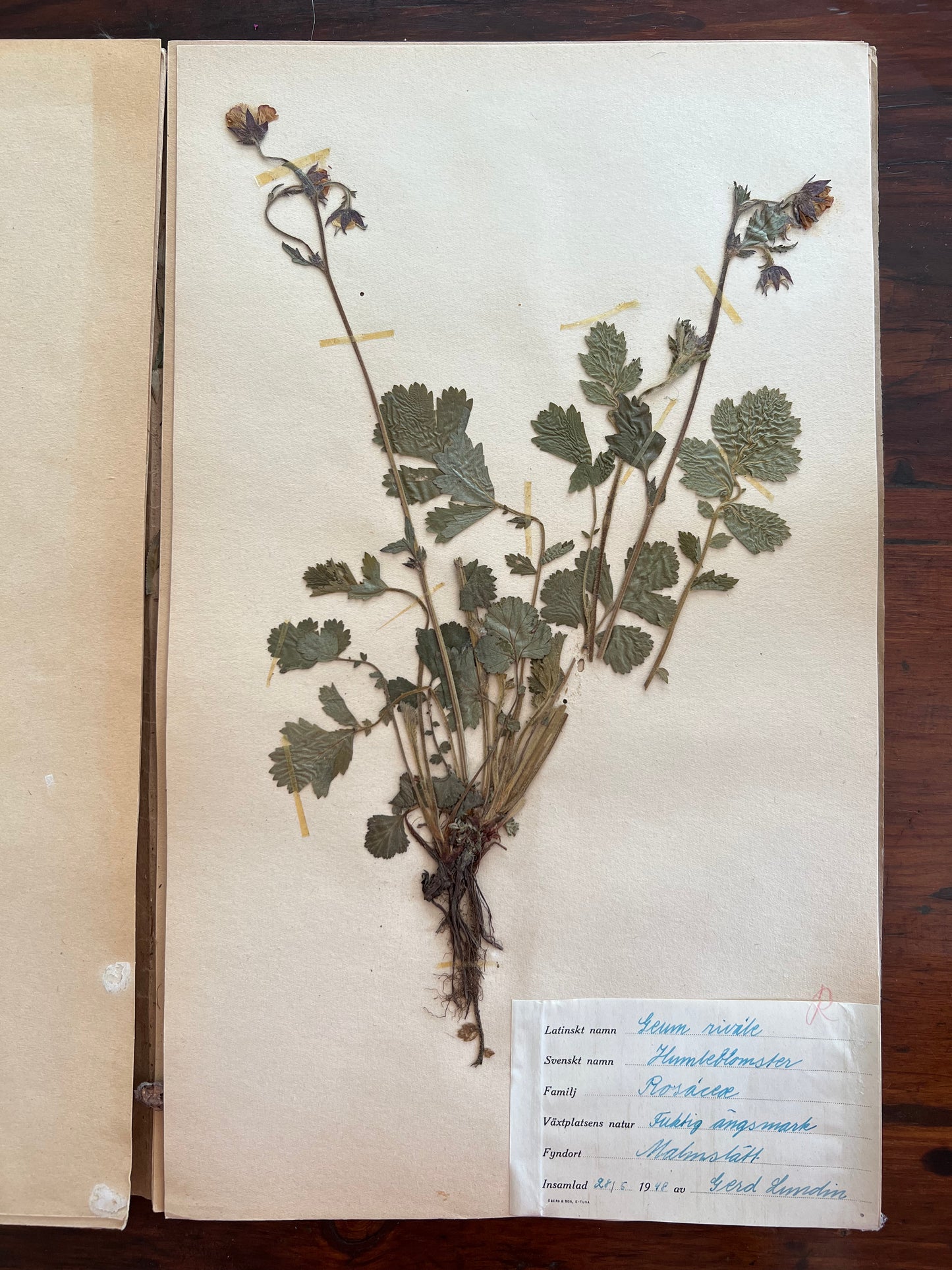Swedish Herbarium